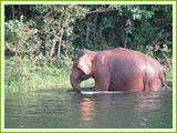 Periyar Wildlife Santuary